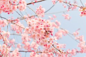BLOEMEN cherry blossom